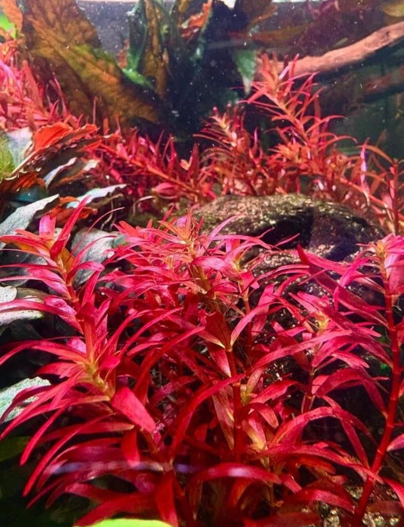 Rotala Narrow Leaf sp. ‘Red’, Dieren en Toebehoren, Vissen | Aquaria en Toebehoren, Nieuw, Plant(en), Steen of Hout, Ophalen of Verzenden