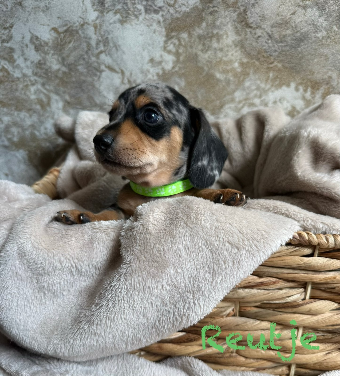 Prachtige Teckelpups, Dieren en Toebehoren, Honden | Teckels en Dashonden, Parvo, Standaard, 8 tot 15 weken, Korthaar