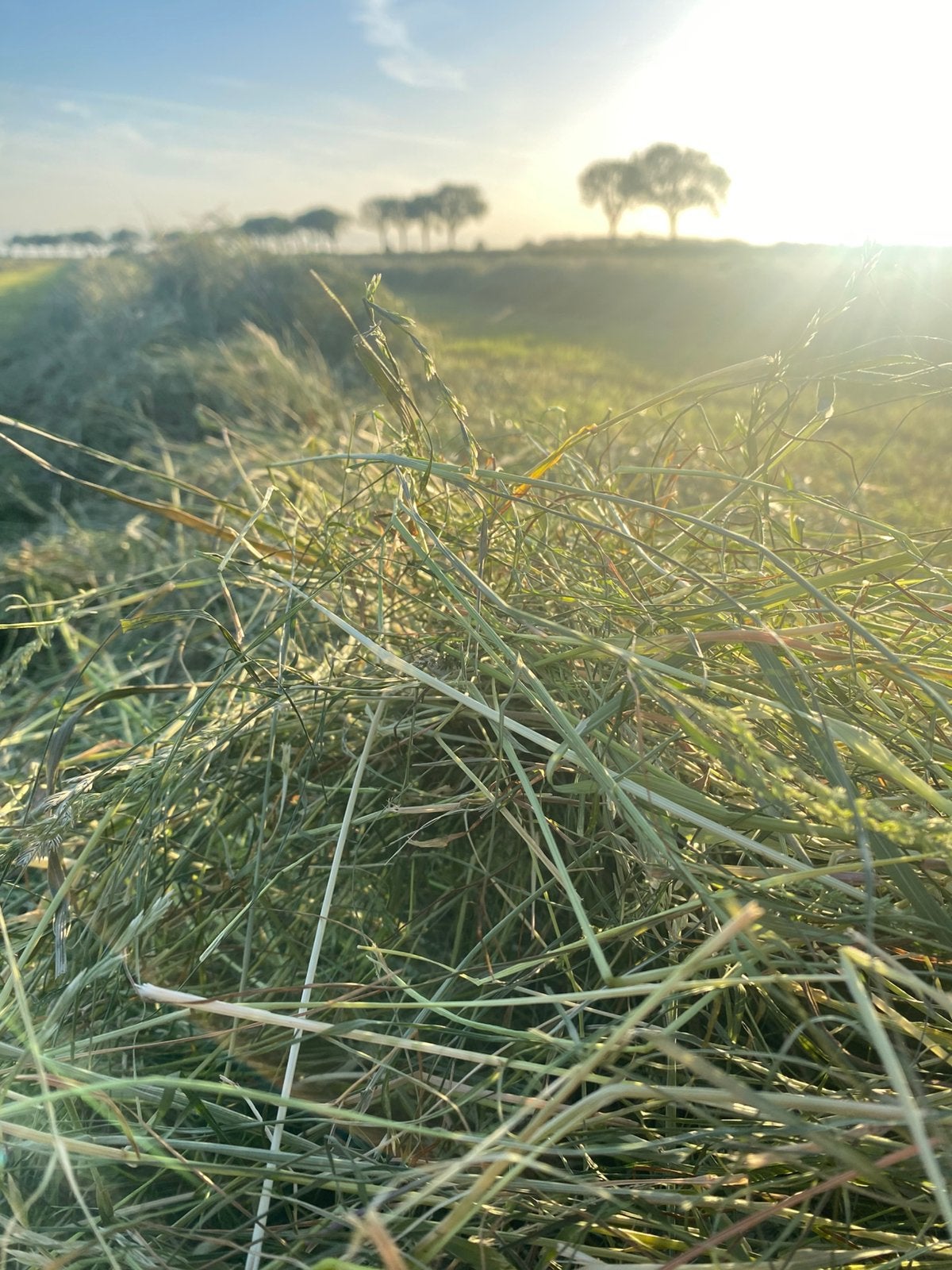 Midi balen voordoorghooi (analyse), Ophalen, Vee