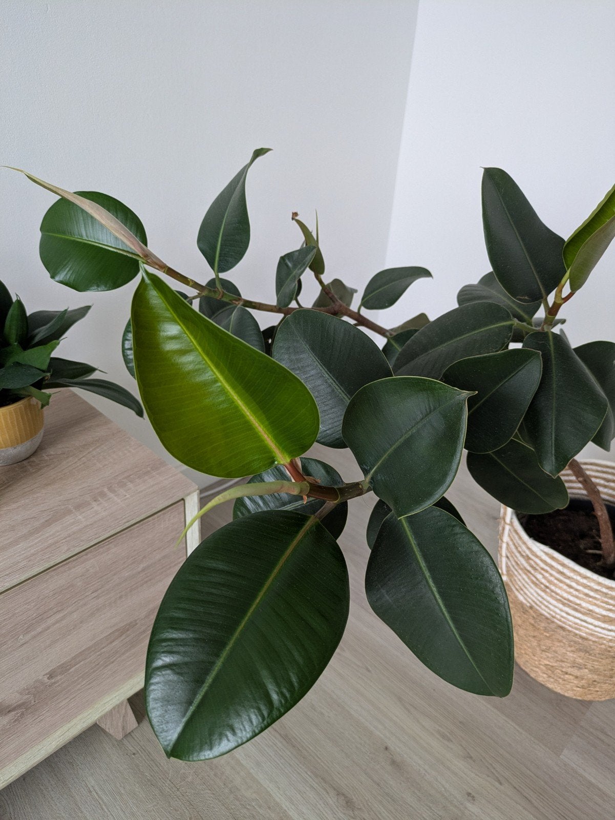 Grote ficus elastica | Rubberboom | 230cm, Huis en Inrichting, Kamerplanten, Ophalen, Ficus, 200 cm of meer, Halfschaduw