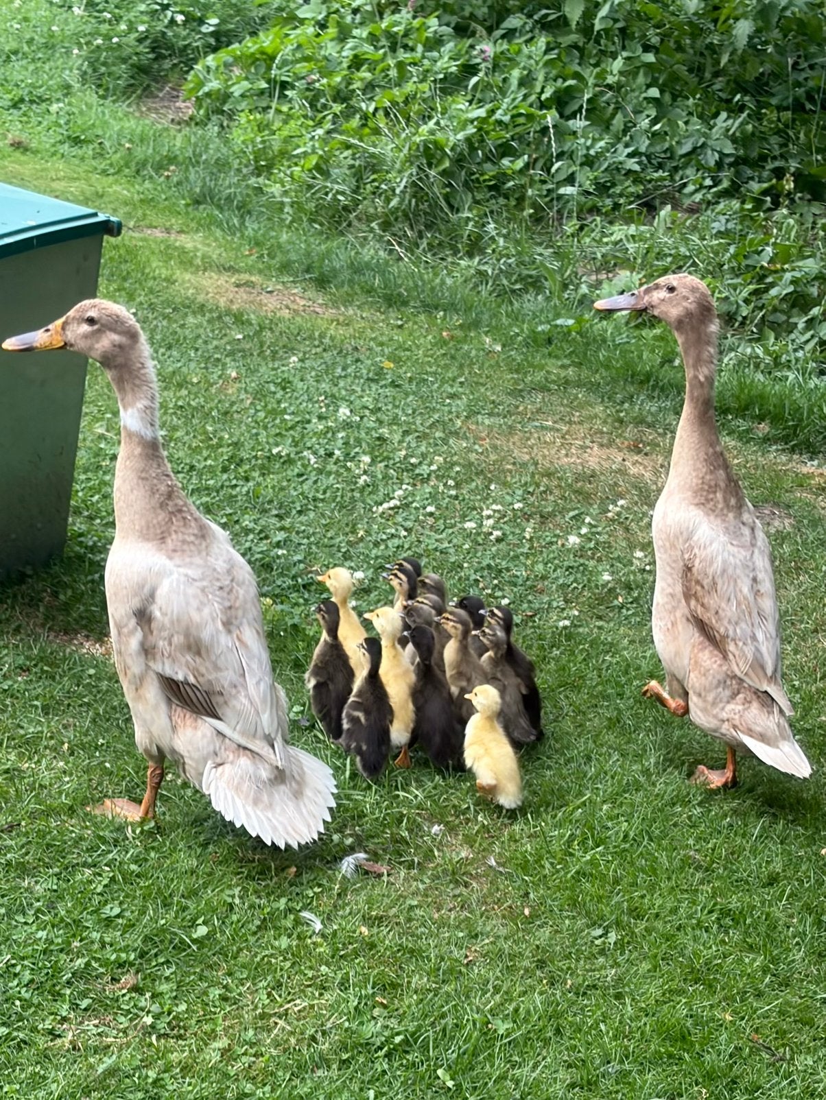 Indische loopeend pulletjes, Dieren en Toebehoren, Geslacht onbekend, Eend
