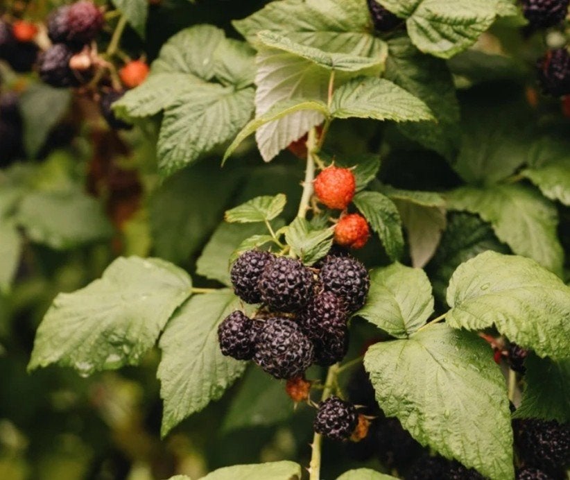 Zwarte framboos 'Black Hawk' - Blote wortel, Volle zon, Vaste plant, Ophalen of Verzenden, Zomer