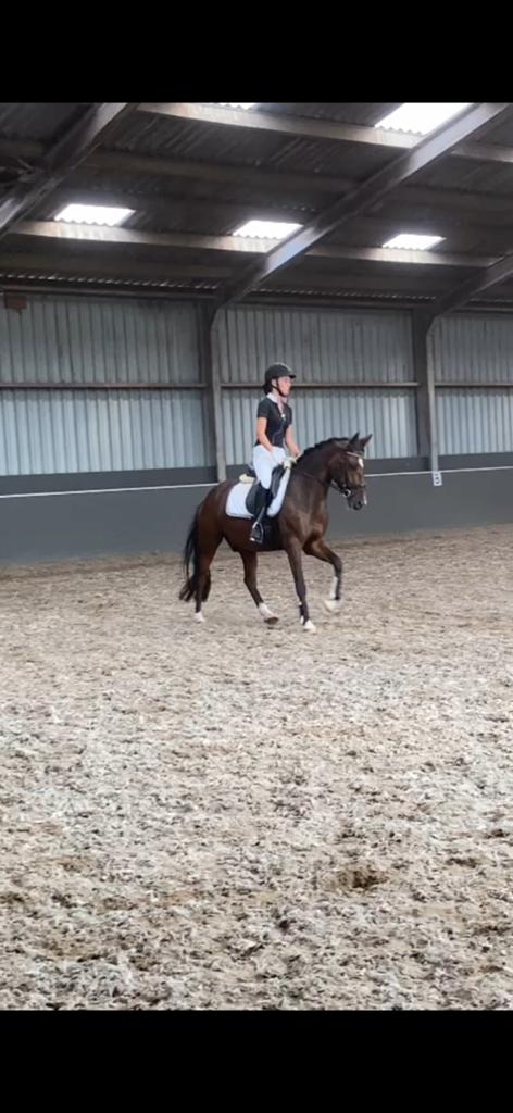Leuke D sportpony te koop, Dieren en Toebehoren, Pony's, Met stamboom, Ruin, M, 7 tot 10 jaar