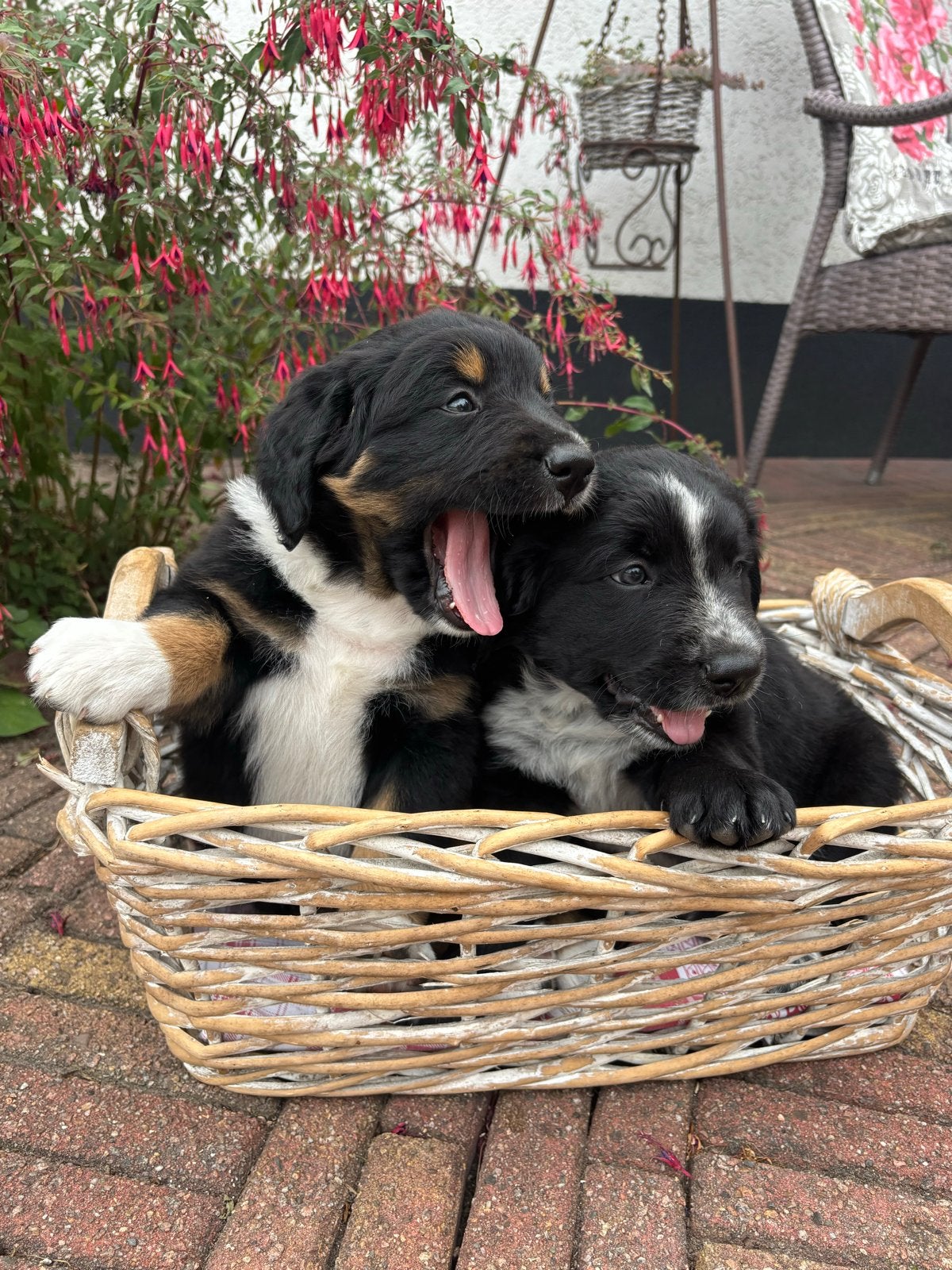 4 lieve pups, Dieren en Toebehoren, Honden | Niet-rashonden, 8 tot 15 weken, Meerdere, Meerdere dieren, Middel