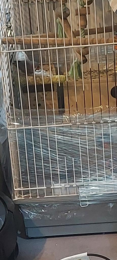 Zebravinken, Dieren en Toebehoren, Vogels | Kanaries, Geslacht onbekend