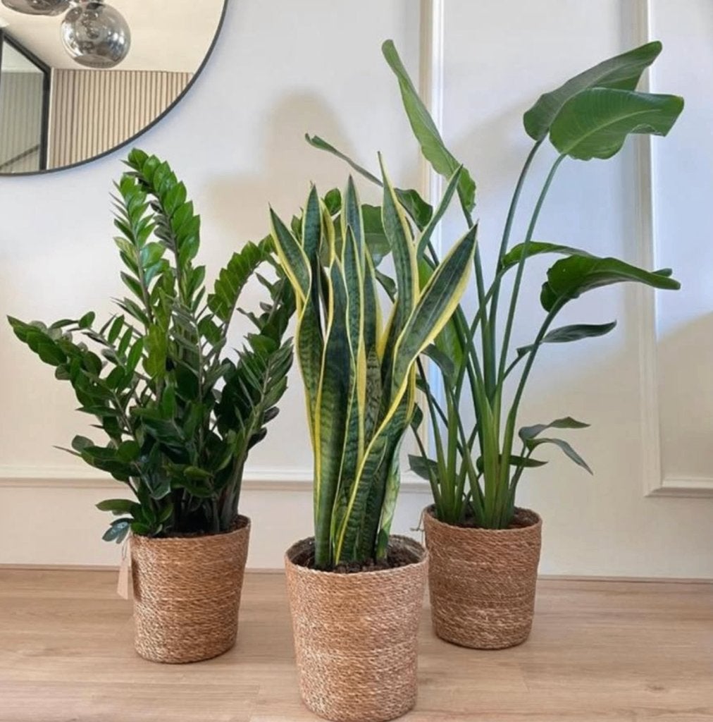 3for120- Zamioculcas&Sansevieria&Strelitzia, Ophalen of Verzenden, In pot, Halfschaduw, Minder dan 100 cm