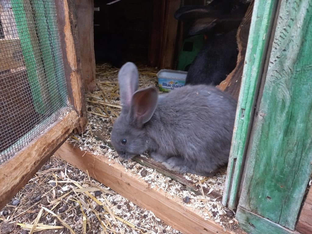 Jonge konijntjes vlaamse reus/Franse Hangoor, Dieren en Toebehoren, Konijnen, Meerdere dieren, Groot, Hangoor, 0 tot 2 jaar