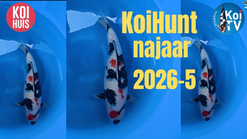Japanse koi koihunt, Dieren en Toebehoren, Karper of Koi