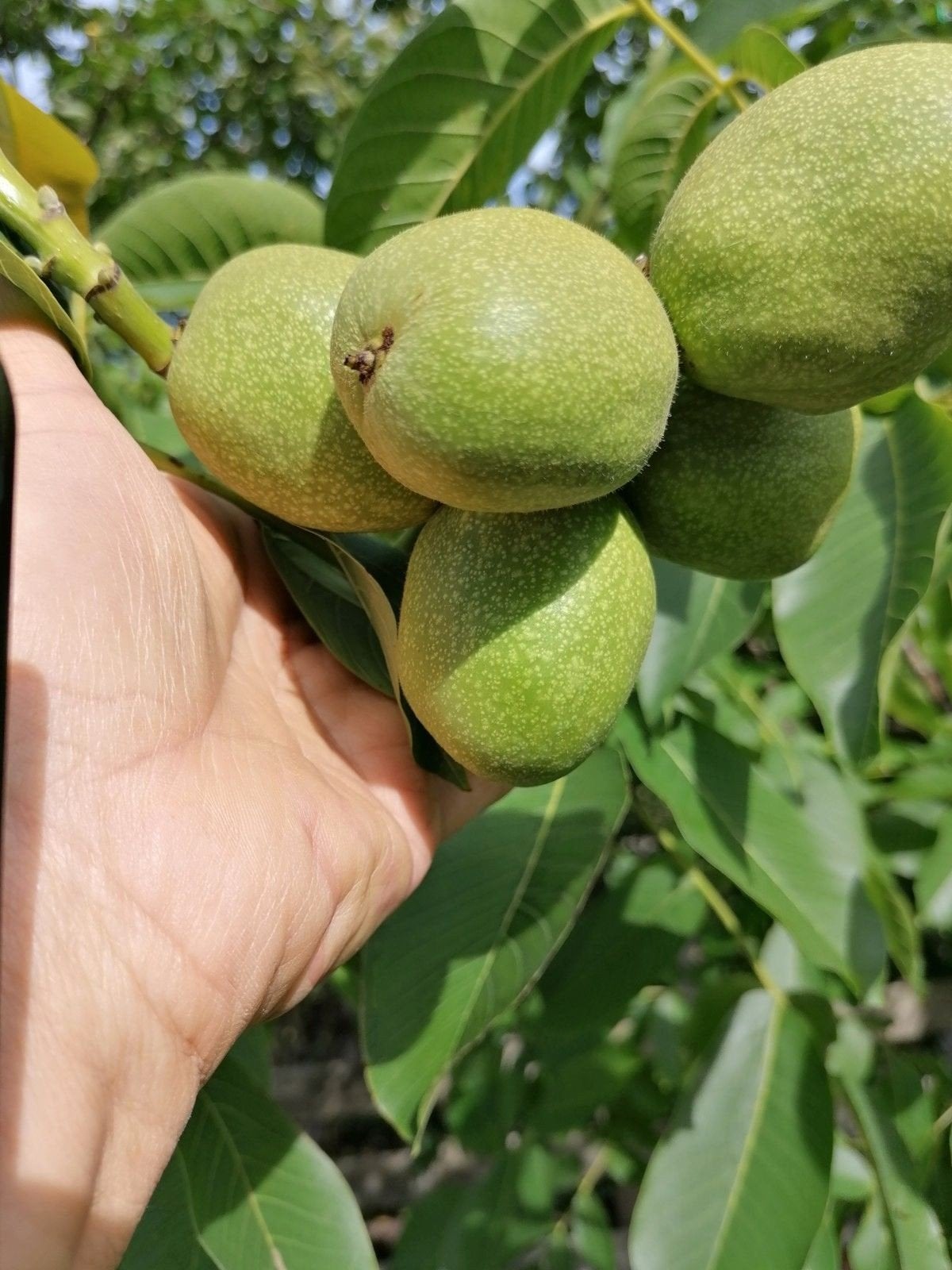 Walnoten boom, Ophalen of Verzenden, Volle zon, Overige soorten
