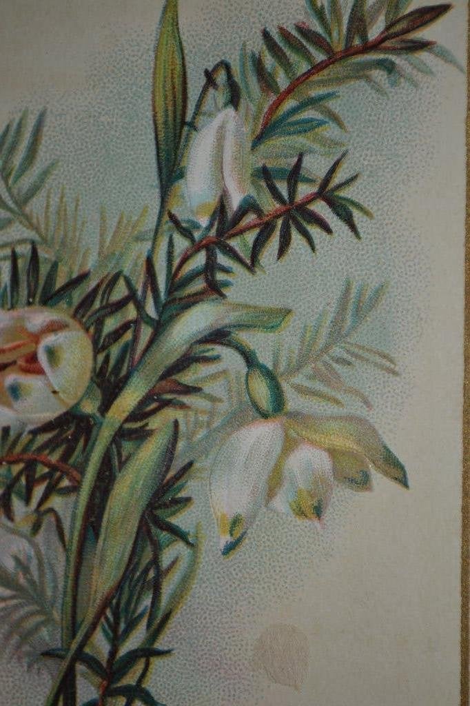 frankrijk 1900 scrapplaatje kaartje sneeuwklokjes relief, Verzamelen, Ophalen of Verzenden, Voor 1920, Overige thema's