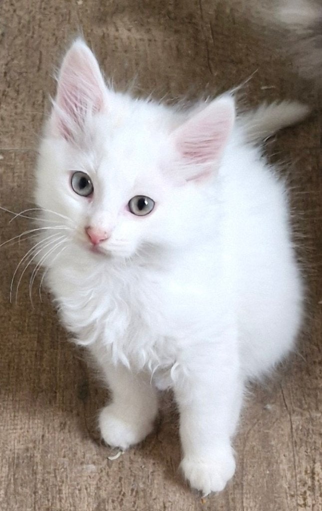 Laatste Noorse Boskat katertje te koop, Dieren en Toebehoren, Kater, Ontwormd, 0 tot 2 jaar