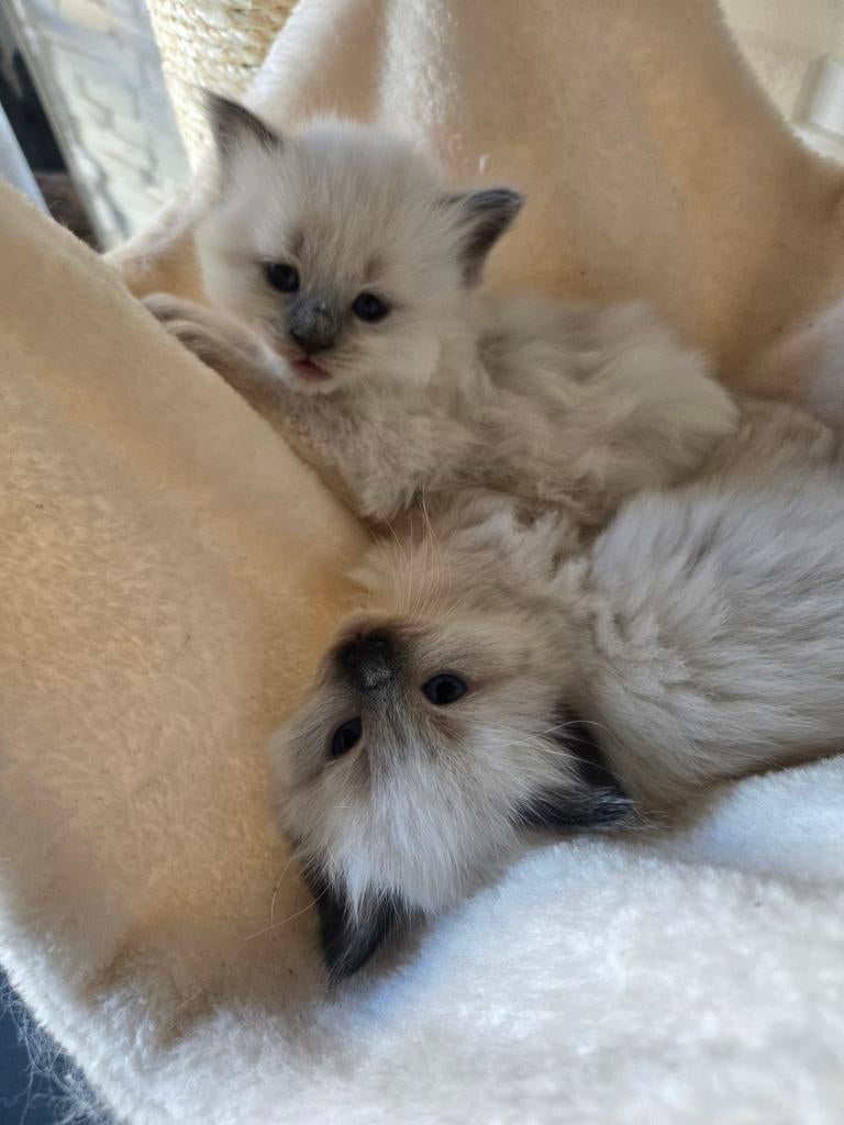 Ragdoll kittens langharig, Meerdere dieren