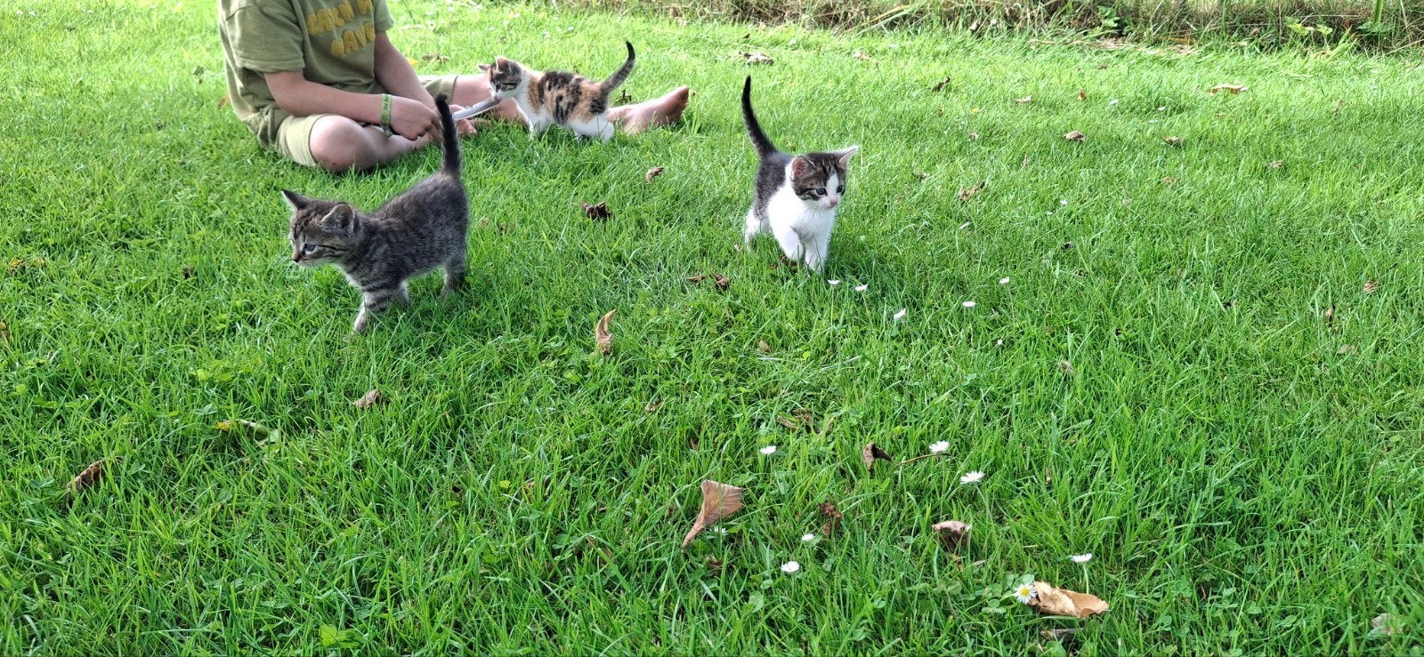 Boerderij kittens, Meerdere dieren