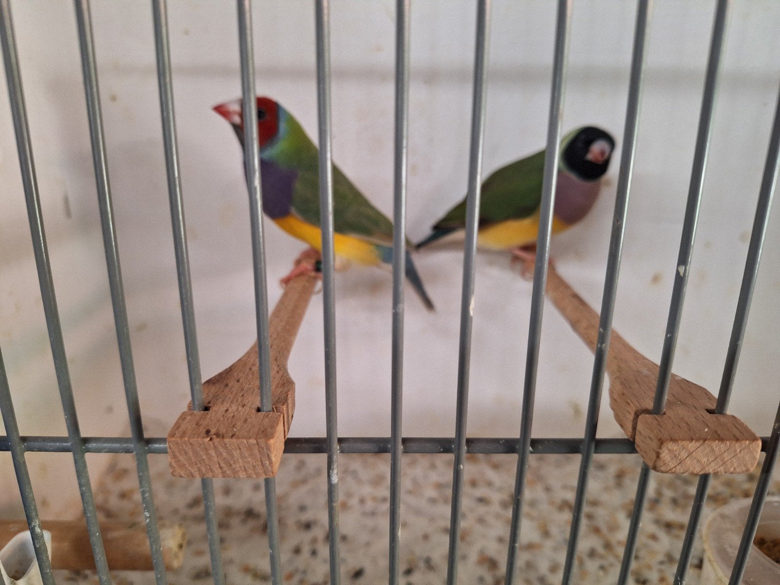 Gould amadines, Dieren en Toebehoren, Vogels | Overige Vogels, Meerdere dieren