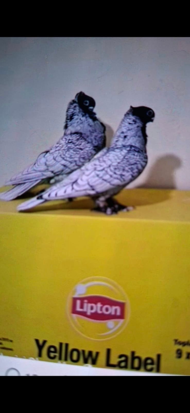 satilik araniyor te koop gevraagd, Dieren en Toebehoren, Meerdere dieren, Overige soorten