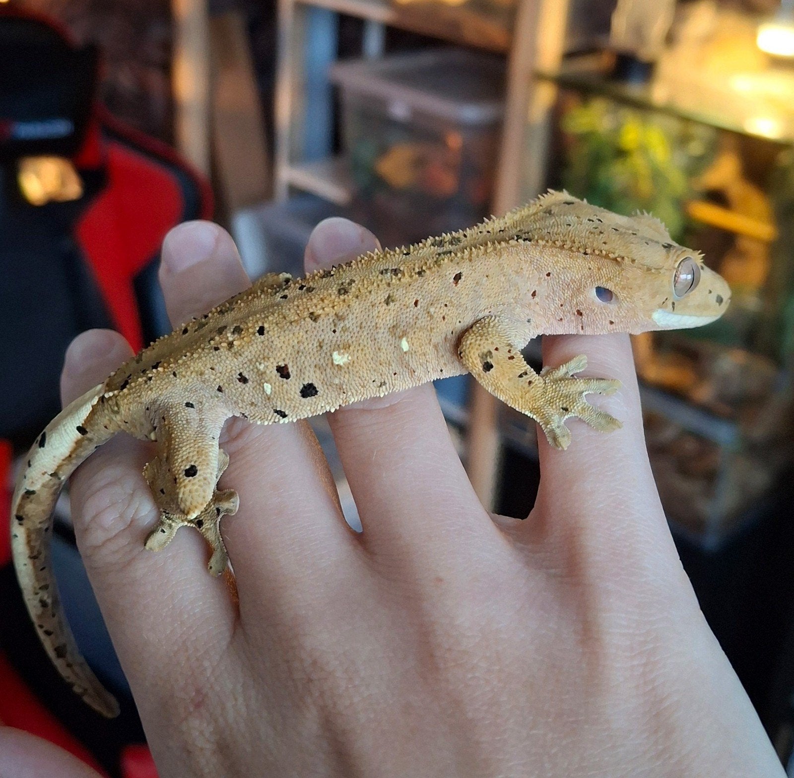 Voor Houten morgen! 3 dalmatian wimpergekko's/crested geckos Crested Gecko - female for sale from Lotus' Creatures