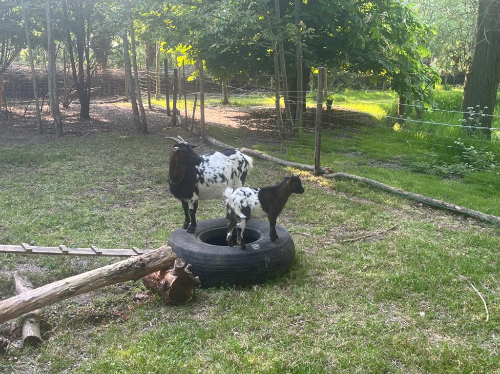 Twee dwerggeiten - gratis, Dieren en Toebehoren, Schapen, Geiten en Varkens, Vrouwelijk, Geit