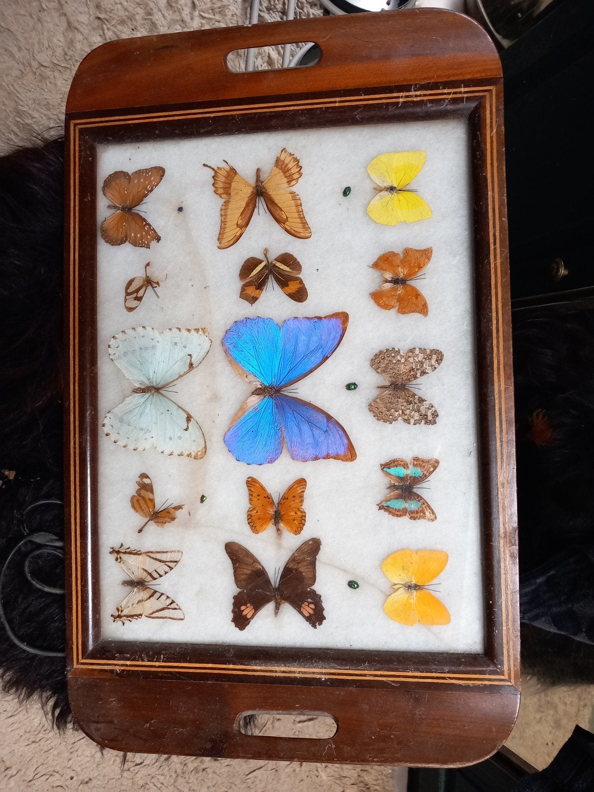 2 Vintage Dienbladen met Ingelijste  Vlinders uit Zuid-A, Ophalen