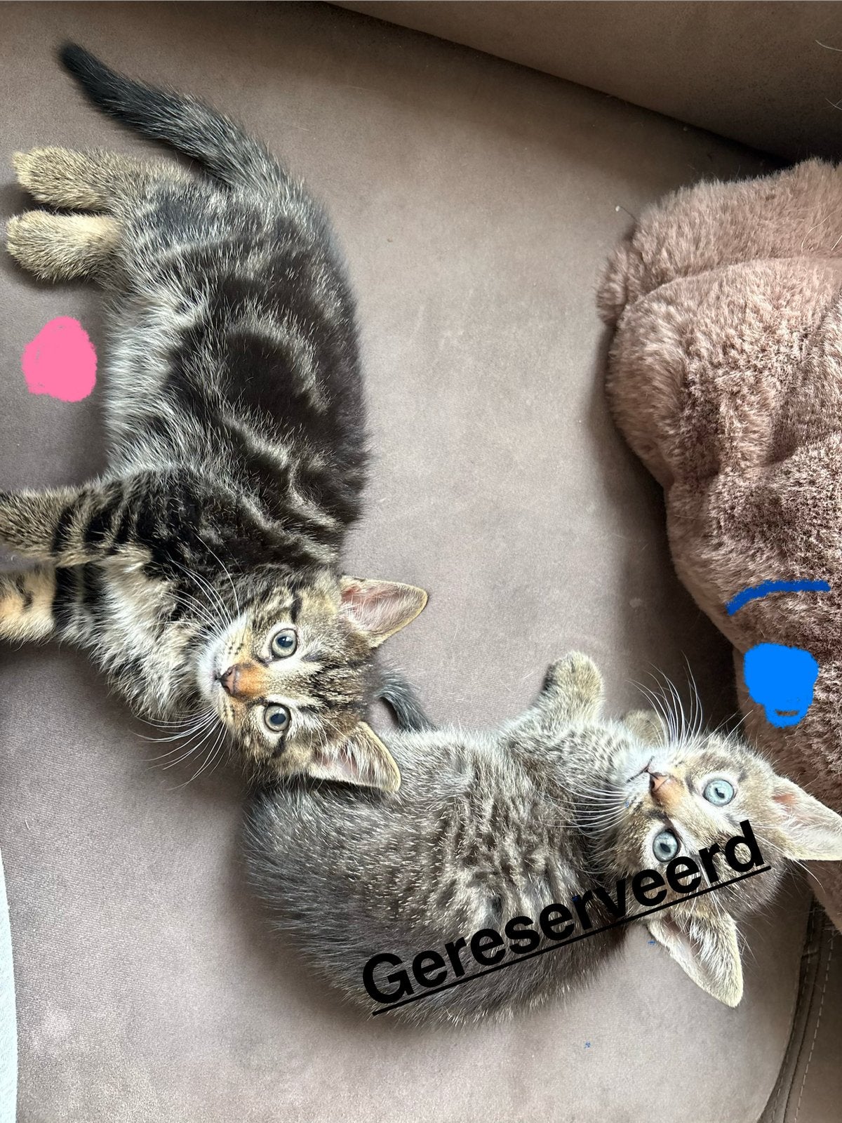 Kittens, Meerdere dieren, 0 tot 2 jaar