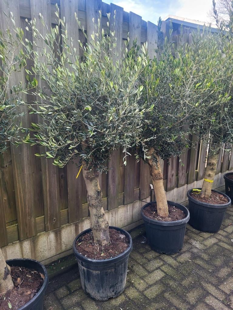 Olijfbomen deal !! Dikke stam €99 euro, Volle zon, Ophalen of Verzenden, 100 tot 250 cm, Olijfboom