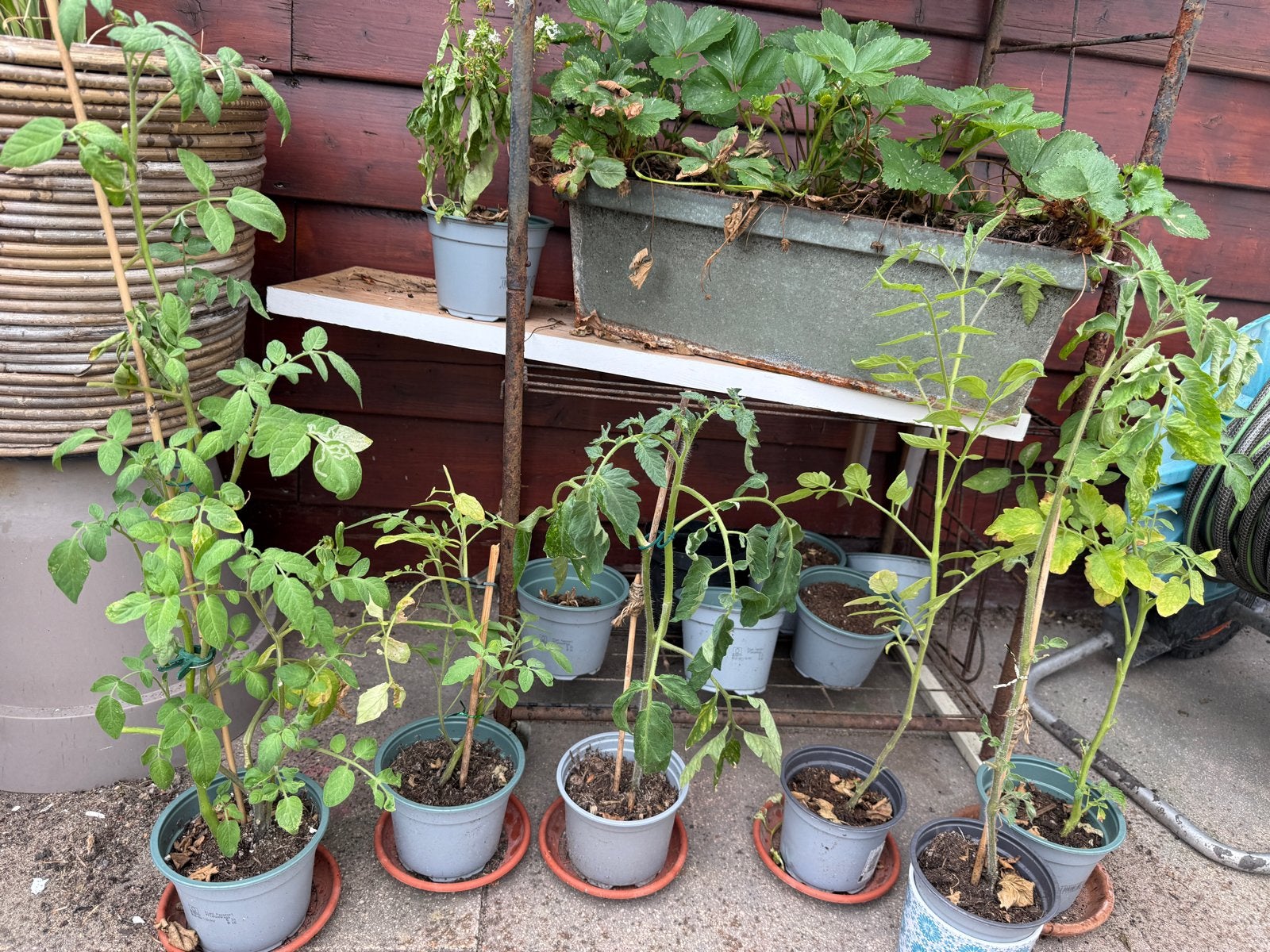 Tomatenplantjes te koop 1 euro, Tuin en Terras, Ophalen, Volle zon, Eenjarig, Zomer