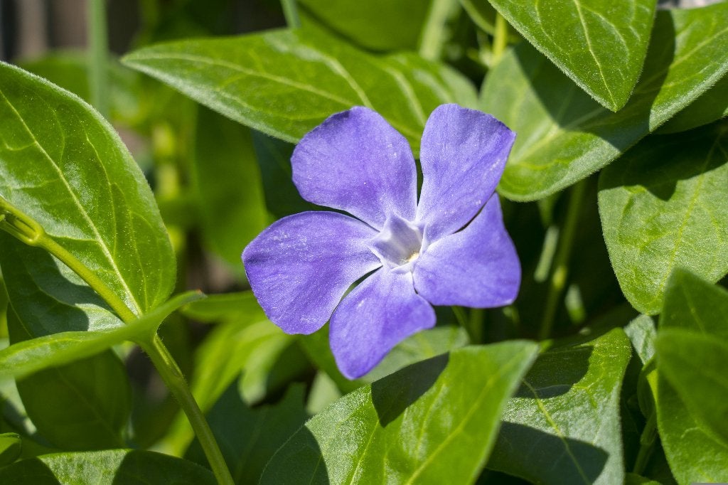Maagdenpalm – Vinca minor – diverse soorten & variëteiten, Overige soorten, Volle zon, Vaste plant, Ophalen of Verzenden