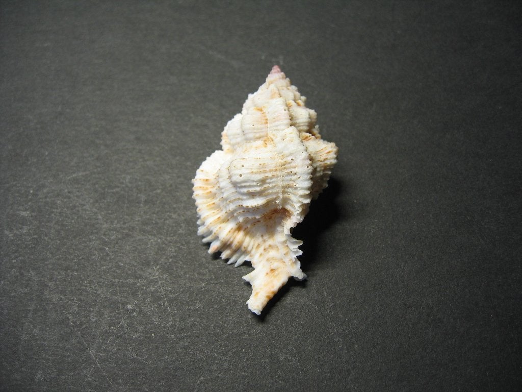 Schelpen: Murex superbus  Sowerby 1889. , Ophalen of Verzenden, Schelp(en)