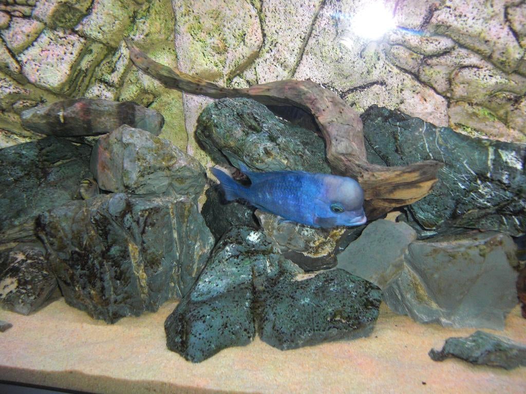 Malawi cichliden, Dieren en Toebehoren, Vissen | Aquariumvissen, Vis, Zoetwatervis