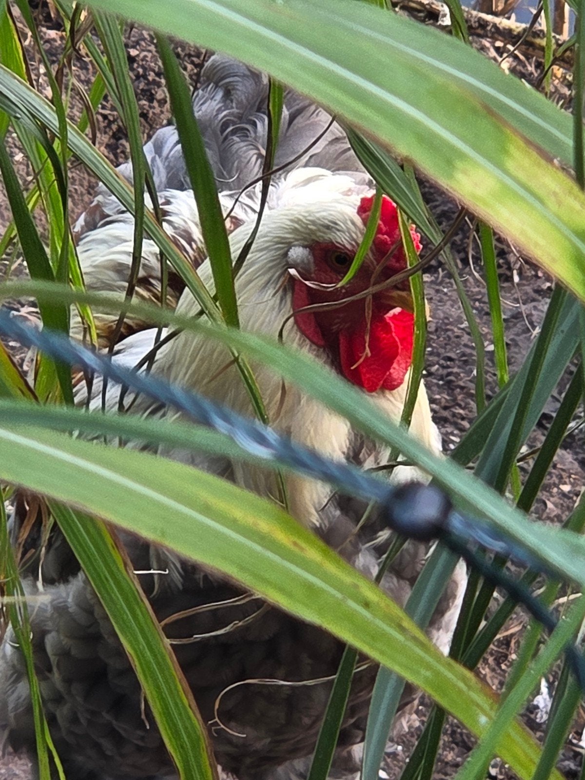 brahma haan tarwe bont groot, Dieren en Toebehoren, Mannelijk, Kip