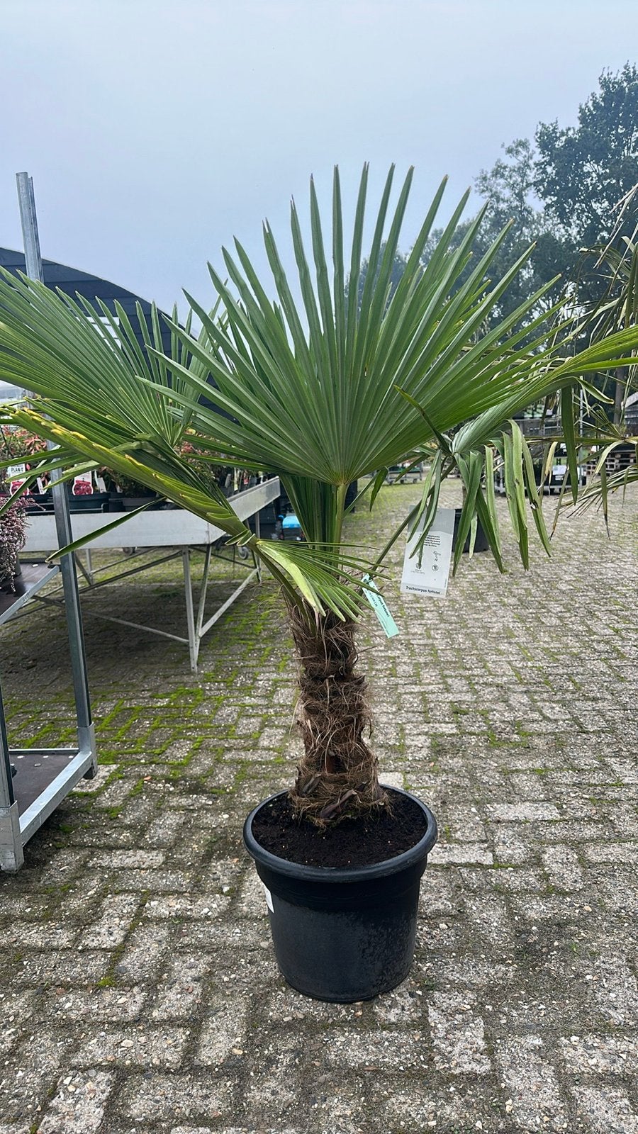 Trachycarpus fortunei - Chinese waaierpalm, Volle zon, Vaste plant, Bloeit niet, Ophalen