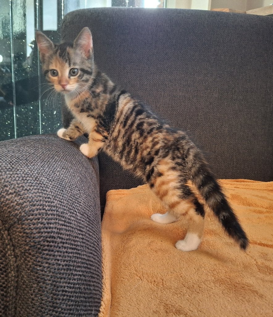 poesje schildpad kitten, Dieren en Toebehoren, Katten en Kittens | Overige Katten, Poes, Kortharig, 0 tot 2 jaar