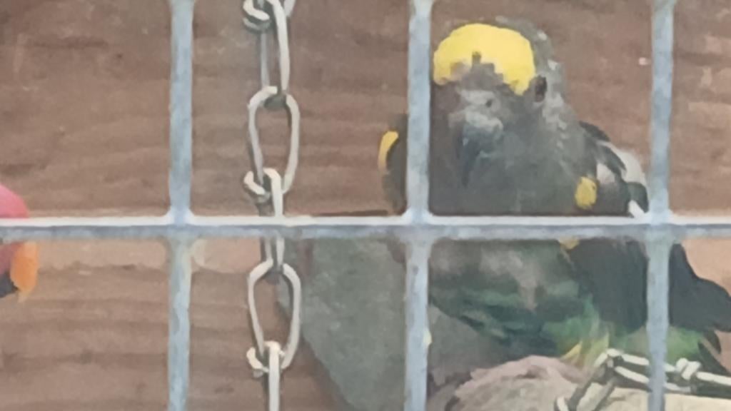 Meyer papagaai man, Dieren en Toebehoren, Mannelijk, Papegaai