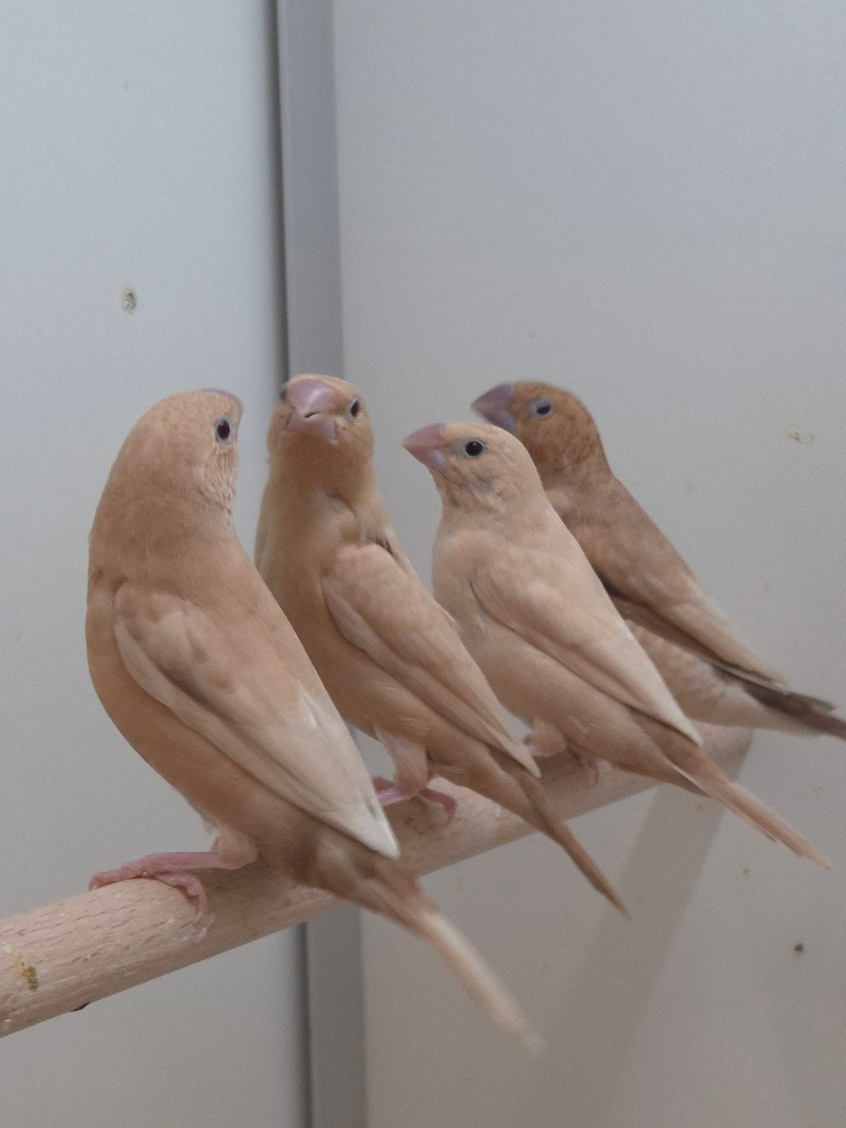 Zilverbekjes agaat, Dieren en Toebehoren, Geslacht onbekend, Tropenvogel, Geringd