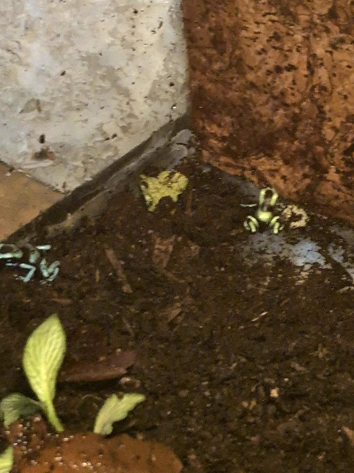 dendrobates Frog photo 4
