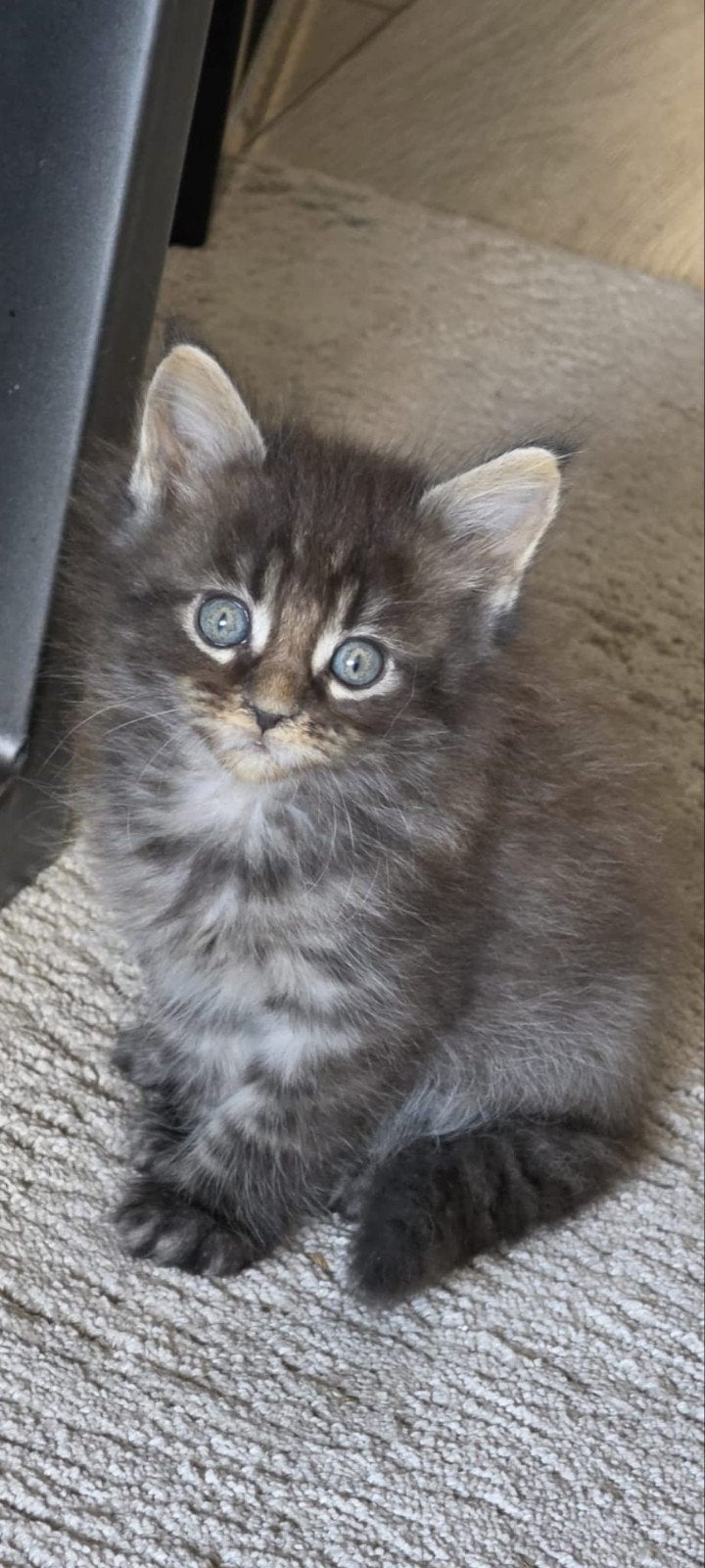 Nog 3 Mainecoon kittens zoeken een warm mandje!, Meerdere dieren, Langharig, 0 tot 2 jaar