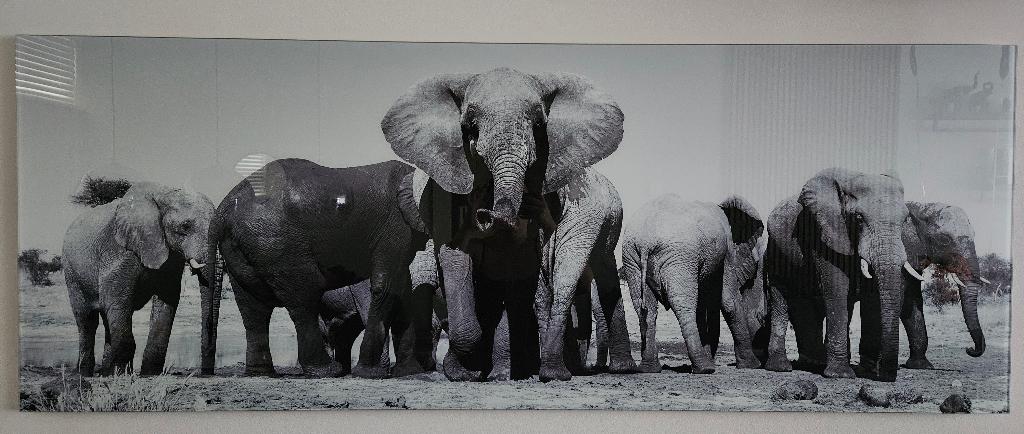 Olifanten glas schilderij, Ophalen, 50 tot 75 cm, 125 cm of meer, Zo goed als nieuw