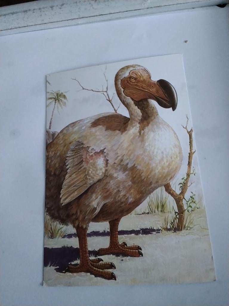 DODO.   UITGESTORVEN. VOGEL, Ophalen of Verzenden