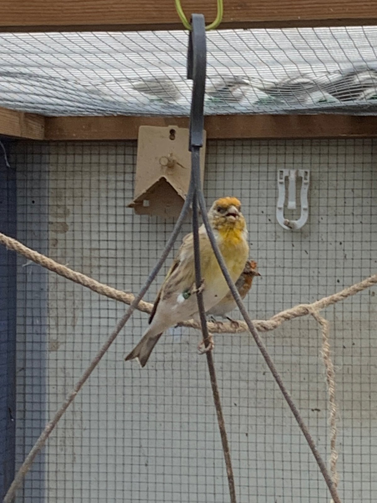 Bastaard  putters te Koop man 2026, Mannelijk, Wildzangvogel