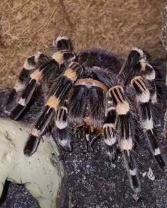 Acantoscurria genicurria vrouw, Dieren en Toebehoren, Spin of Schorpioen