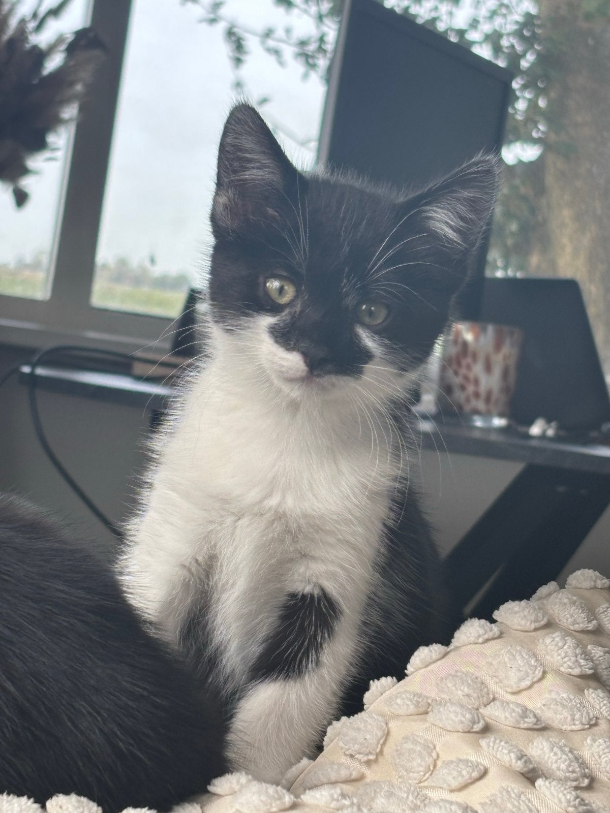 Kittens, Dieren en Toebehoren, Meerdere dieren, 0 tot 2 jaar