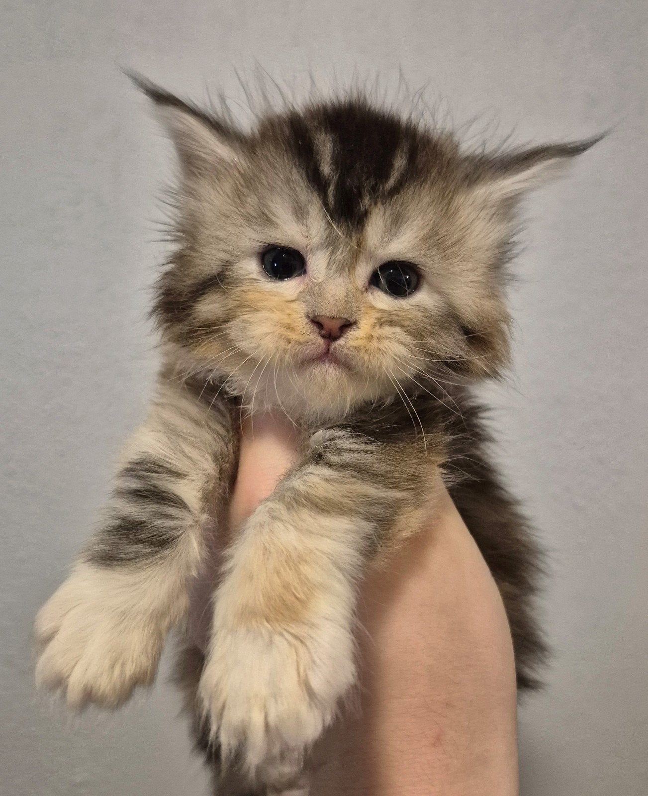 2 maine coon kittens met stamboom,russiche shaded lijn, Dieren en Toebehoren, Meerdere dieren, Met stamboom, 0 tot 2 jaar