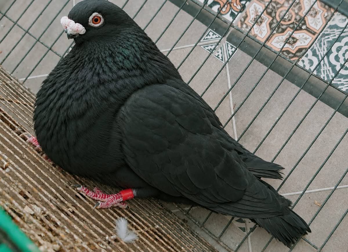 Rafeños gezocht, Dieren en Toebehoren, Meerdere dieren, Kropper