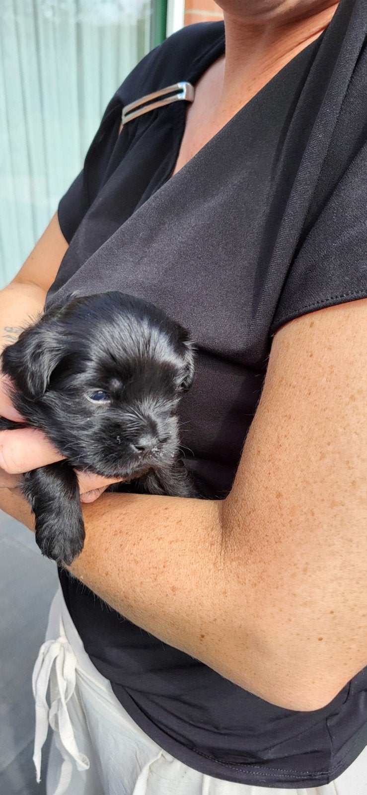 Bolonka Zwetna mix teefje pup, 8 tot 15 weken, Teef, Eén hond, Klein