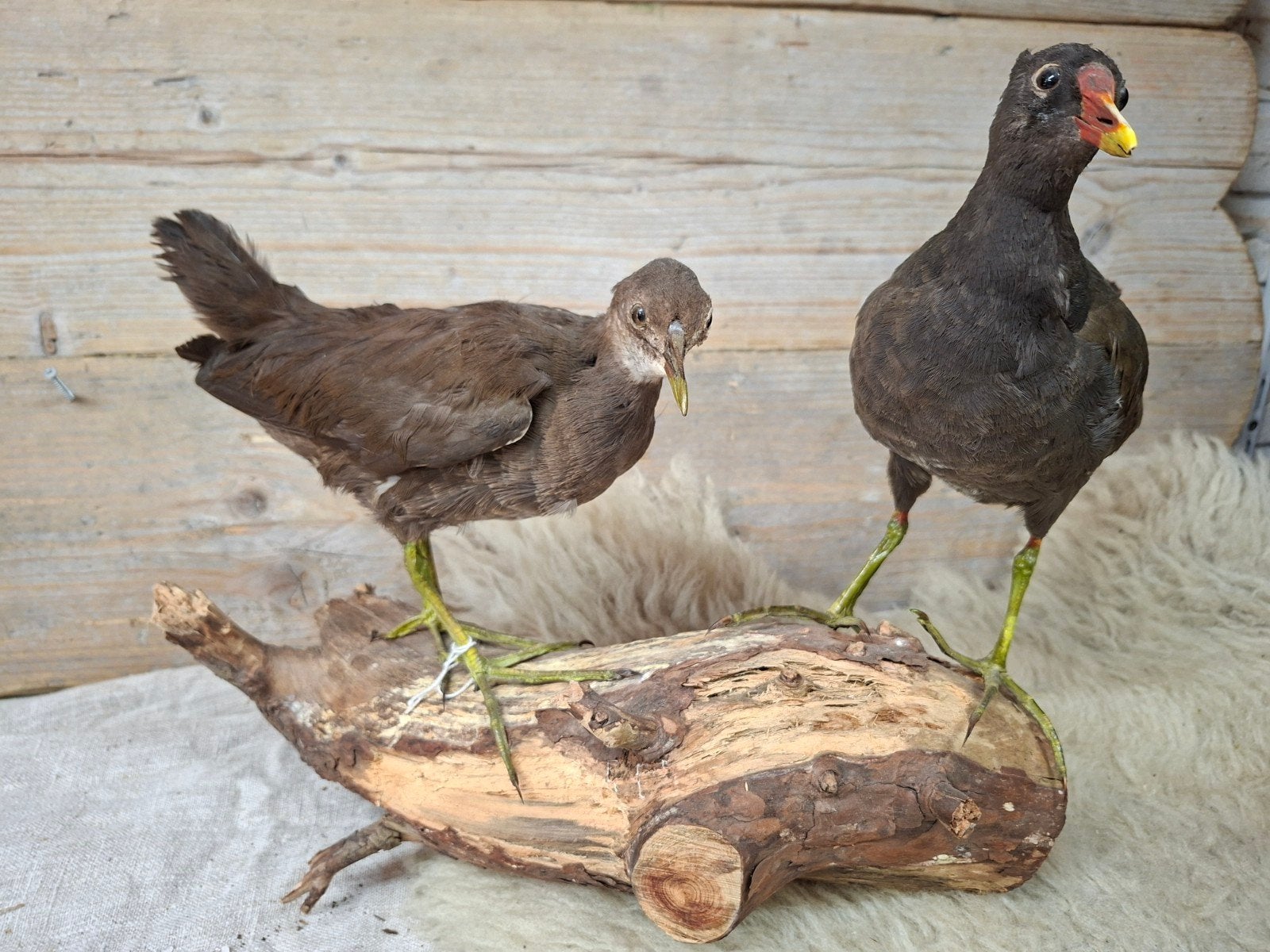 opgezette vogels, Verzamelen, Dierenverzamelingen, Ophalen of Verzenden, Zo goed als nieuw, Vogel, Opgezet dier