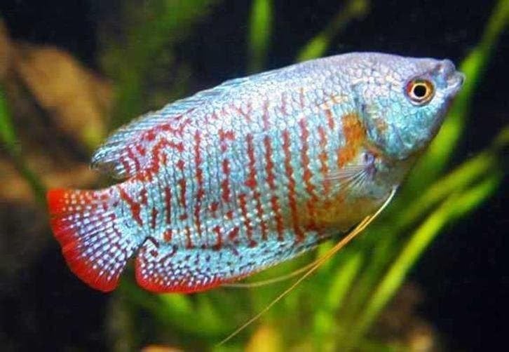 vele soorten en kleuren Dwerg gourami,  en  gourami,, Vis