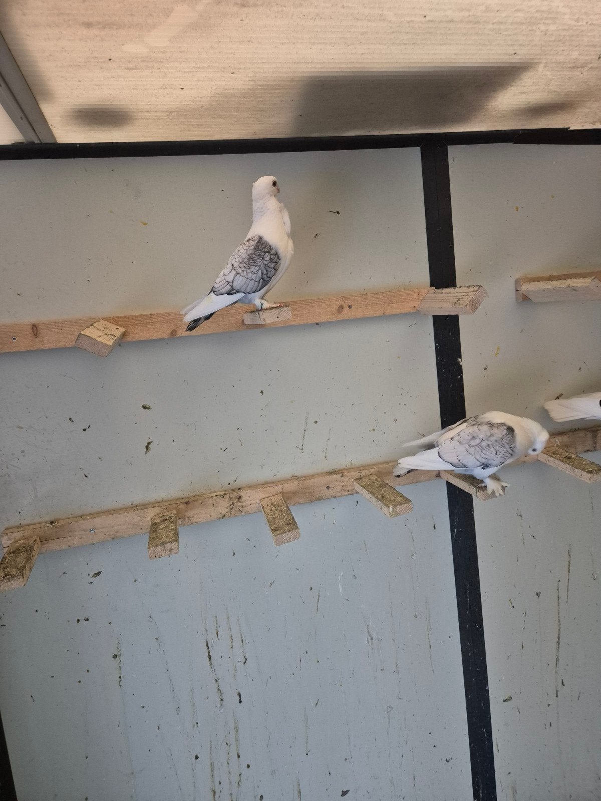 Koppel oosterse meeuwen, Dieren en Toebehoren, Meerdere dieren, Kleurkanarie