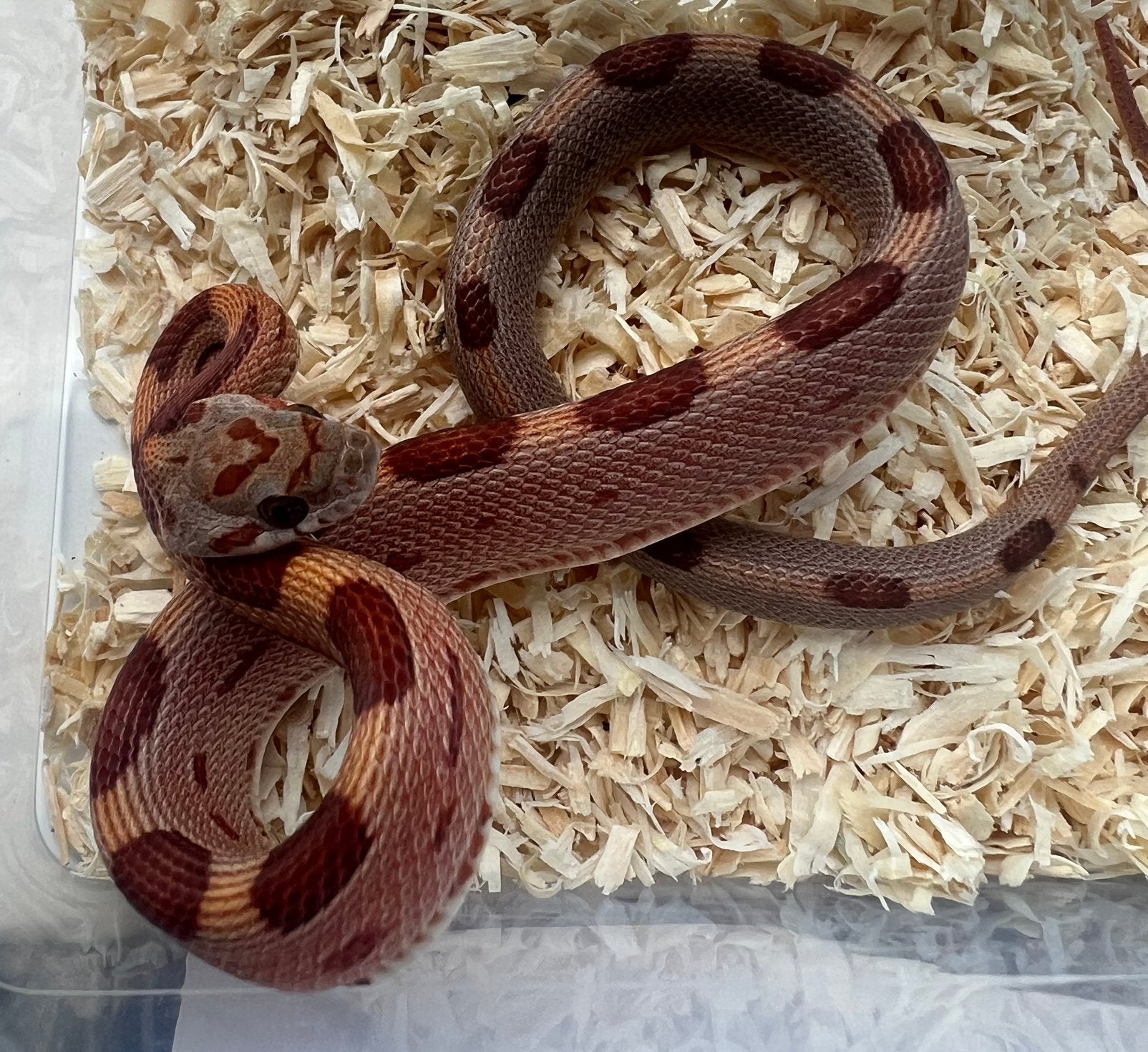 Rattenslangen 2025/26 Rat Snake photo 9