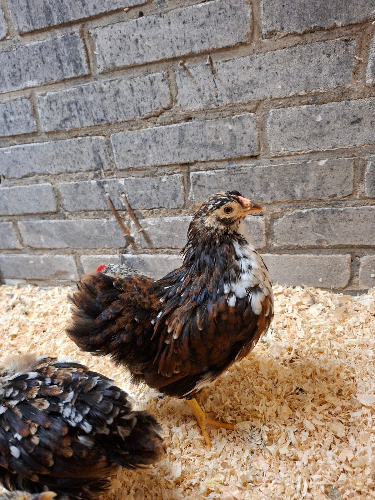 Wyandotte kriel haan 7 weken, Mannelijk, Kip