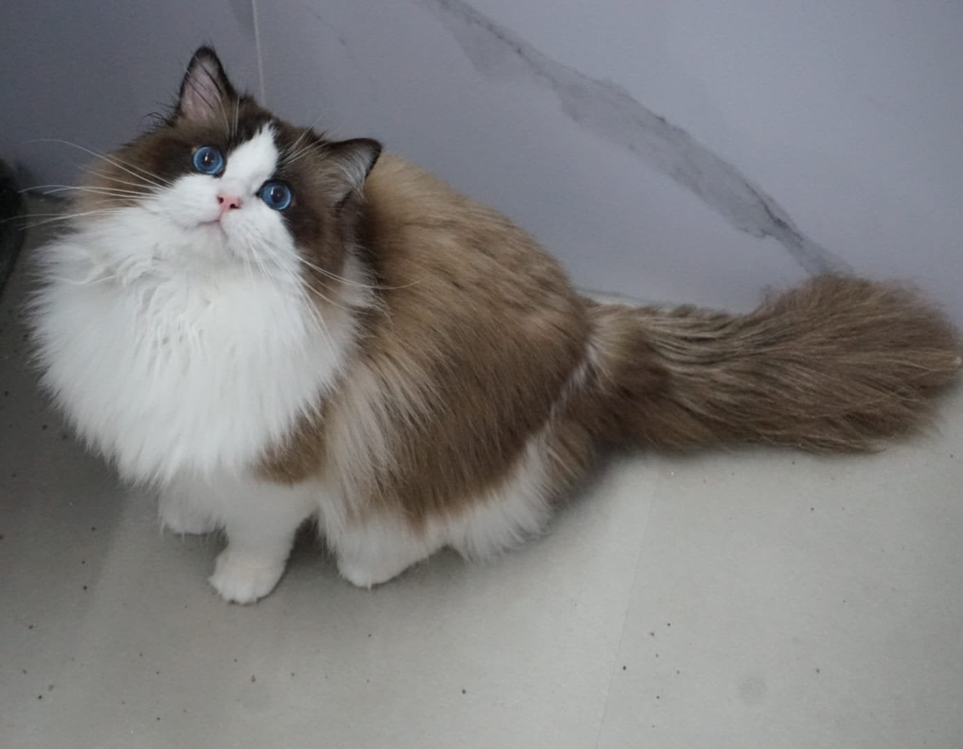 Ragdoll dekkater te koop, Kater