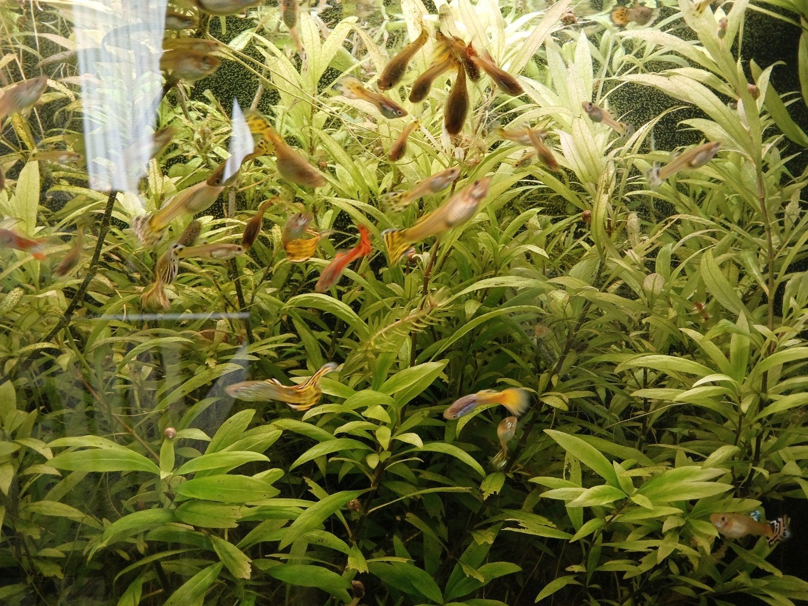 mooie gezonde guppen te koop, Dieren en Toebehoren, Vis, Zoetwatervis